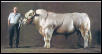 Batista Bull