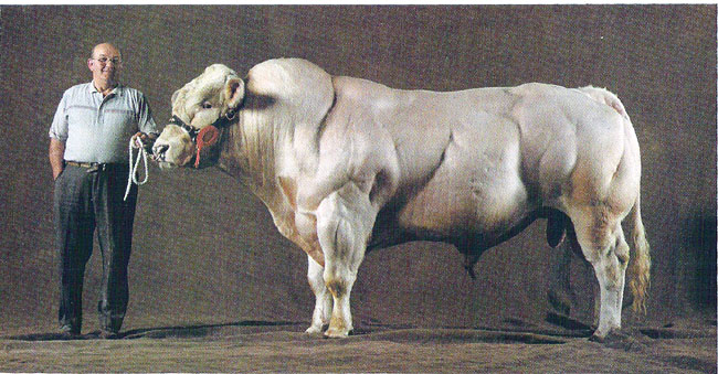 Batista Bull