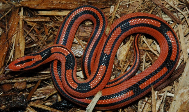 Coxi 8 banded