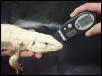 Albino Blue Tegu