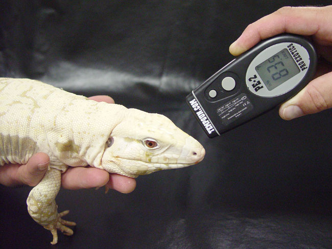 Albino Blue Tegu