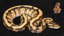 Desert Lemonback Ball python
