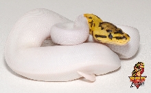 Desert Spider Pied ball