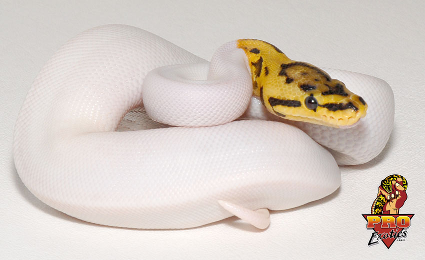 Desert Spider Pied ball