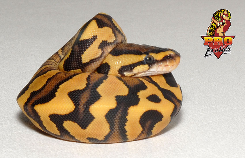 Desert Yellow Belly