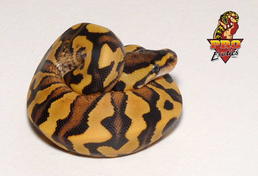 Desert Yellow Belly
