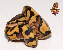Desert Yellow Belly