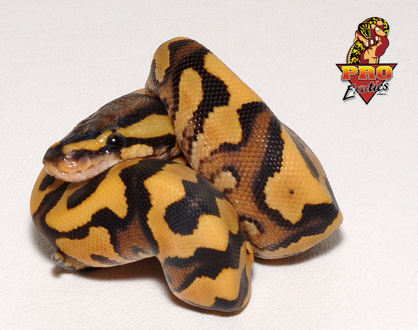 Desert Yellow Belly