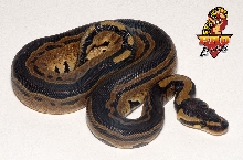 PE stripe tri female