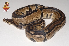 PE stripe tri male