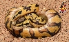 Pastel Tiger Ball