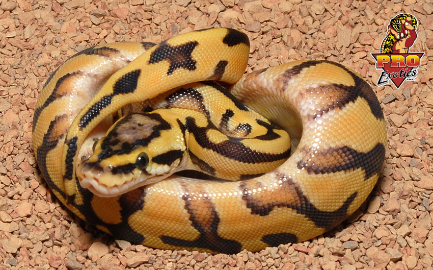 Pastel Tiger Ball