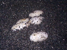 Prasinus Green Tree Monitor eggs