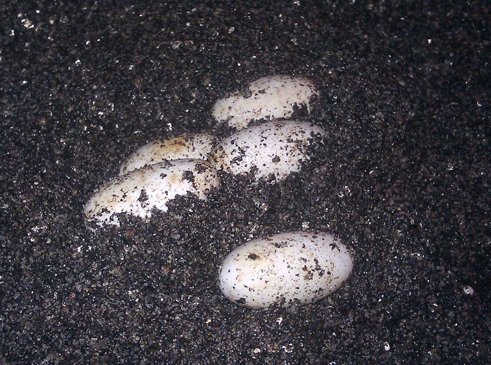 Prasinus Green Tree Monitor eggs