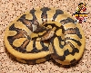Tiger Ball