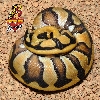 Tiger Ball