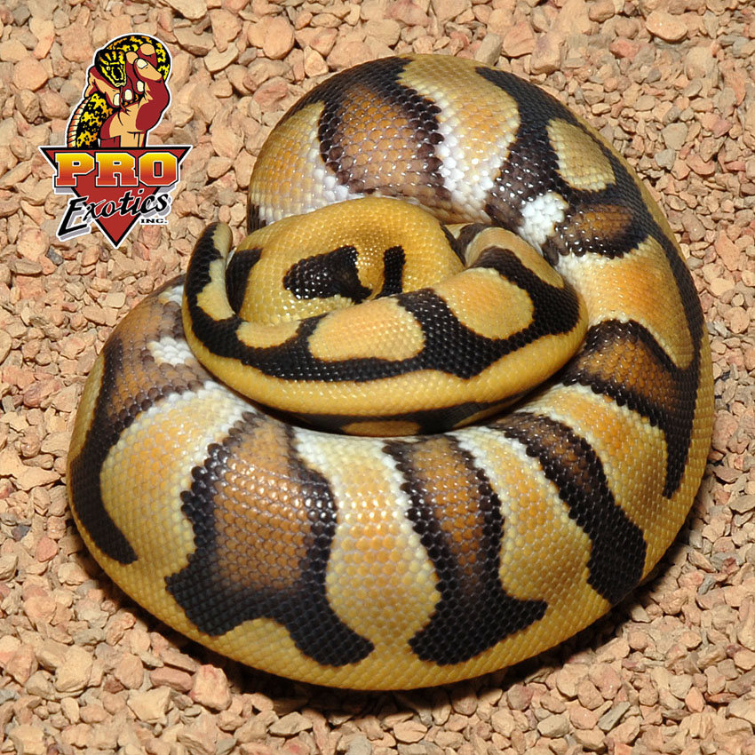 Tiger Ball