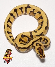 Tiger Het Albino