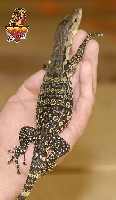 Nias Island Water Monitor