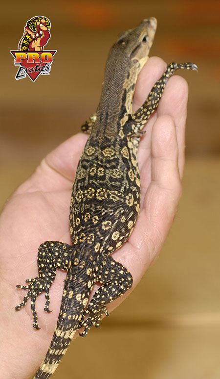 Nias Island Water Monitor