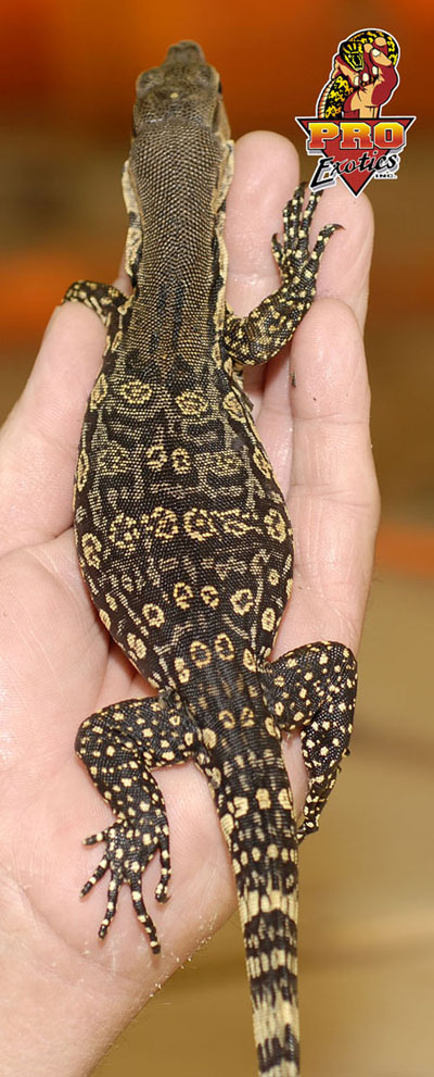 Nias Island Water Monitor 2