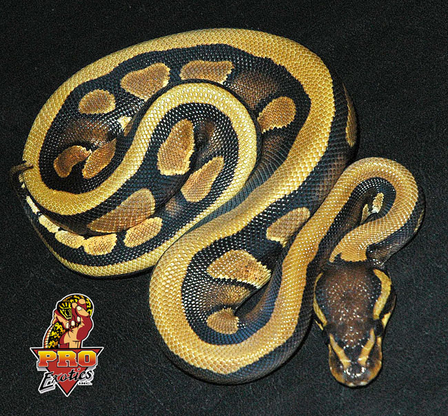 PE stripe ball
