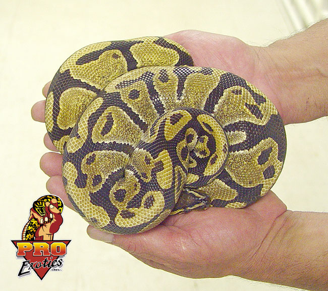 Ball python juvie male