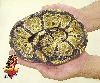 Ball python juvie male