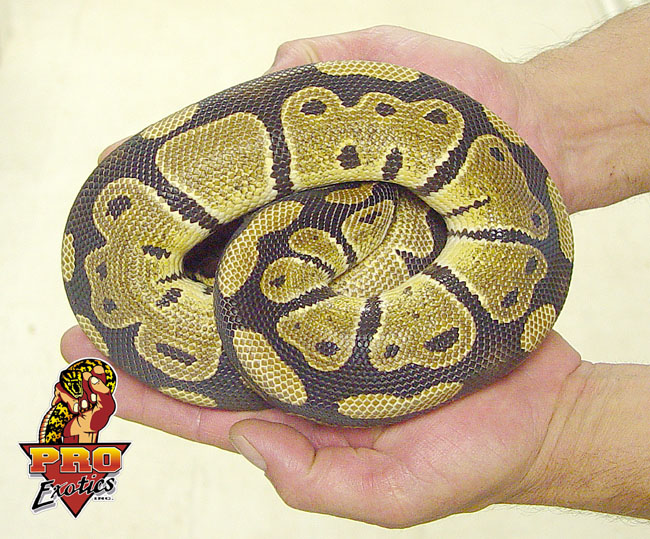 Ball python juvie male
