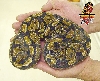Ball python juvie male