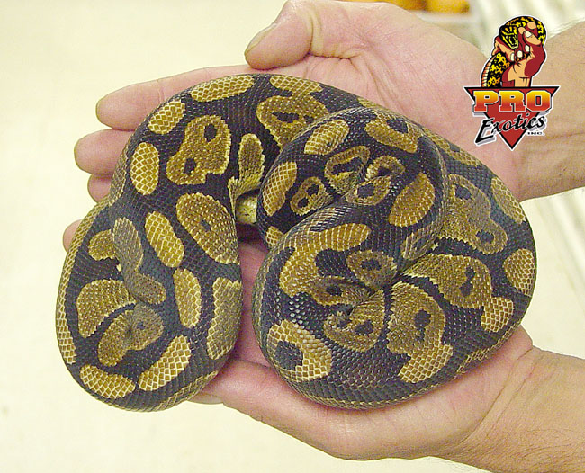 Ball python juvie male
