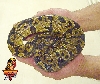 Ball python juvie male