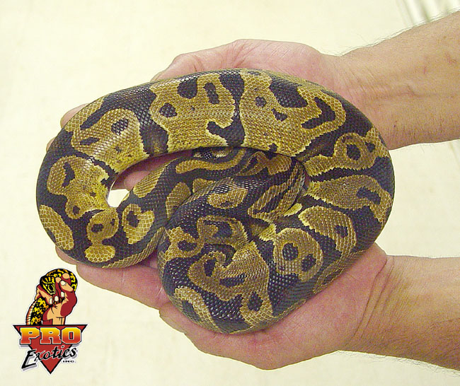 Ball python juvie male
