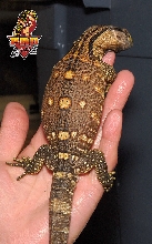 Blackthroat Monitor