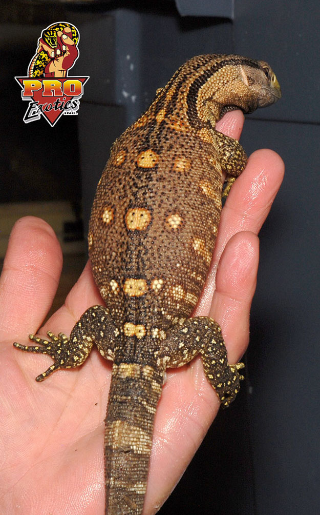 Blackthroat Monitor