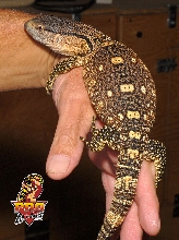 Blackthroat Monitor