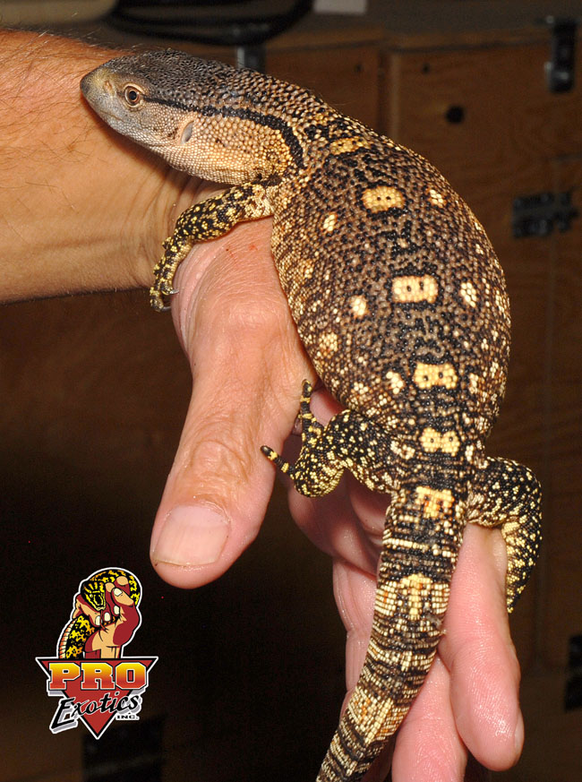 Blackthroat Monitor