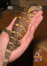 Blackthroat Monitor