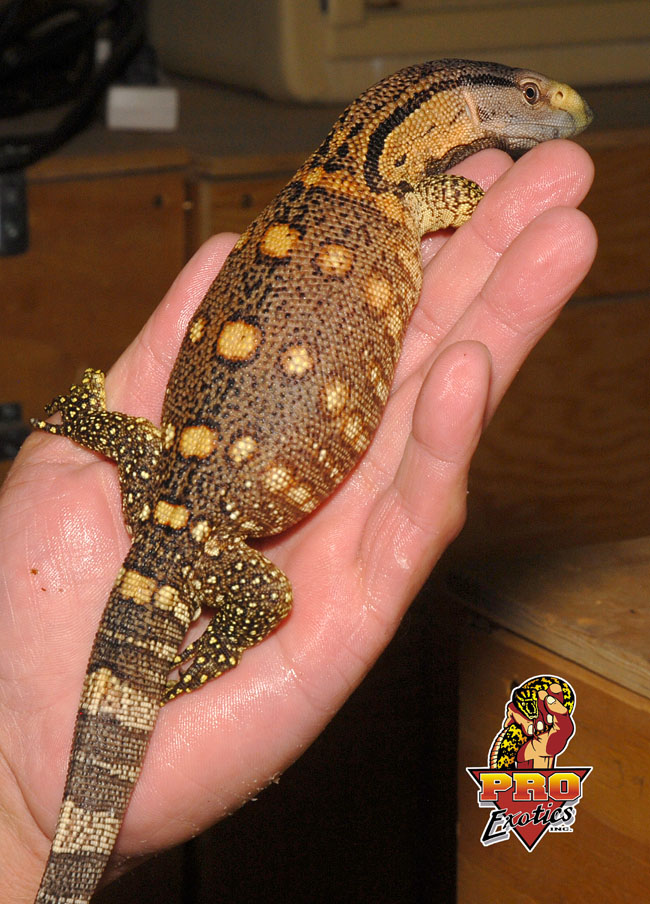 Blackthroat Monitor