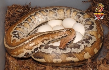 Matrix Blood eggs