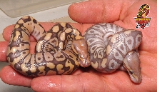 Caramel Mojave