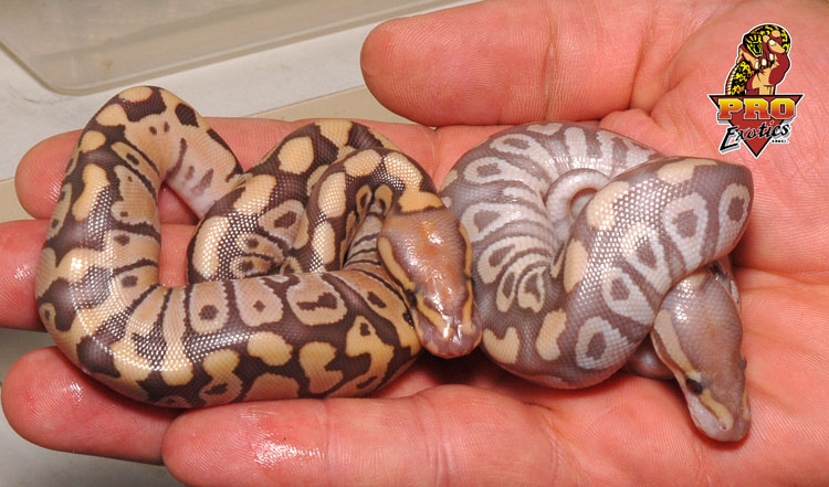 Caramel Mojave