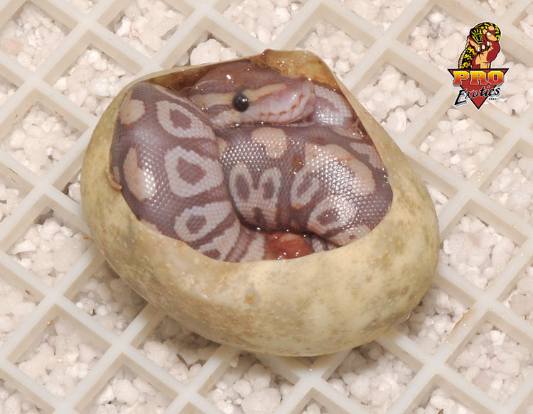 Caramel Mojave