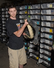 Boelen's python