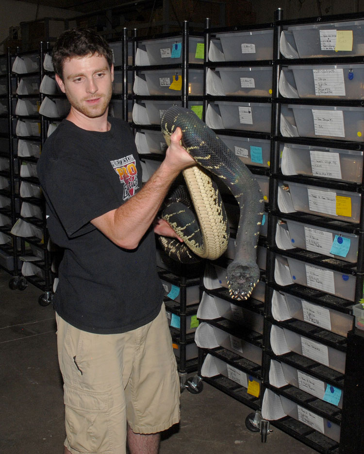 Boelen's python