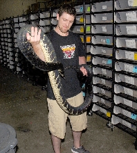 Boelen's python