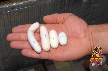 Coxi egg sizes