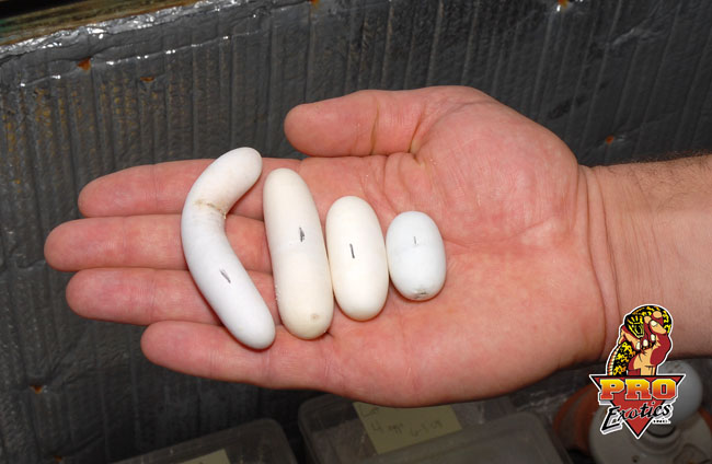 Coxi egg sizes