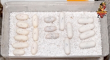 Coxi laybox egg size variety