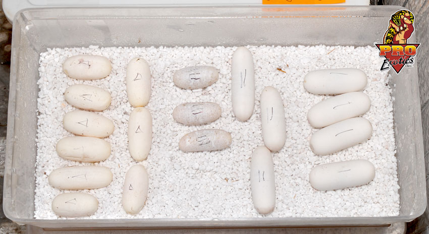 Coxi laybox egg size variety